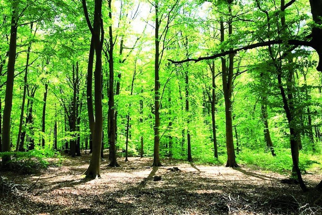 Ostsee-Ferienwohnung Uhlnuest Graal-Mueritz Gelbensande Dış mekan fotoğraf